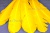 Декоративный Пучок из перьев, перо 23см/желтый - купить в Рязани. Цена: 12.19 руб.