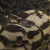 Кружевное полотно XD LACE 1-4, 80 гр/м2, шир.150см, цвет чёрный - купить в Рязани. Цена 245.94 руб.